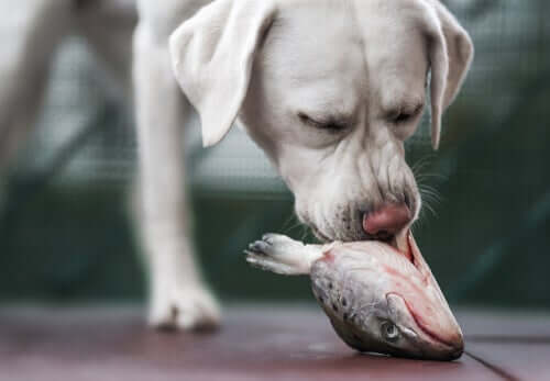 Benefícios do óleo de salmão para a dieta dos cães
