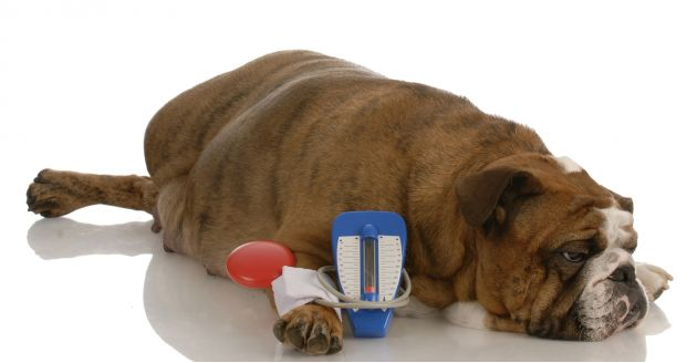Problemas hepáticos em cachorros