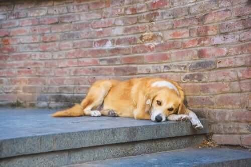 Comportamento de um cão não esterilizado