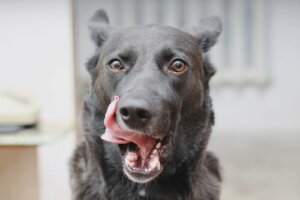 Por que seu cachorro lambe a boca?