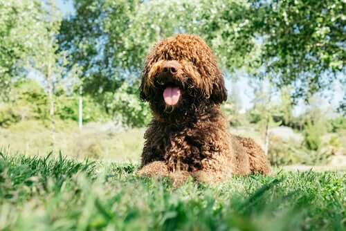O óleo de linhaça é benéfico para os cães?