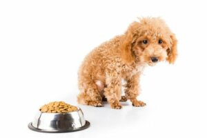 6 razões pelas quais um cão não engorda