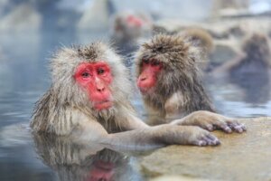 Por que os macacos-japoneses têm a cara vermelha?