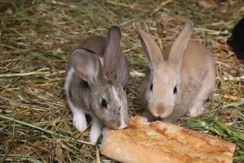 Os coelhos podem comer pão?
