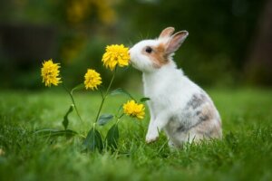 4 dicas para o seu coelho viver mais