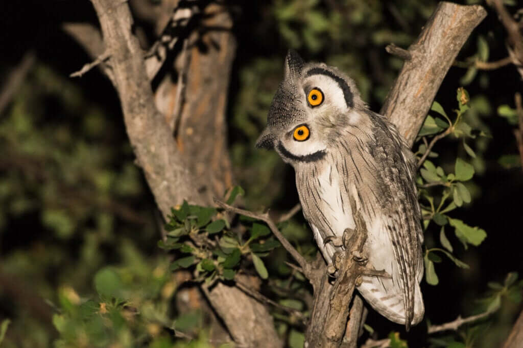 Existem animais que não dormem?