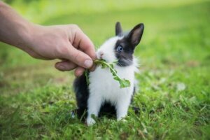 Coelhos e espinafre: 4 coisas para manter em mente