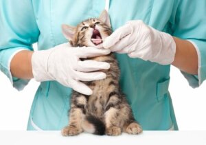 Causas e prevenção da dor de dente do gato