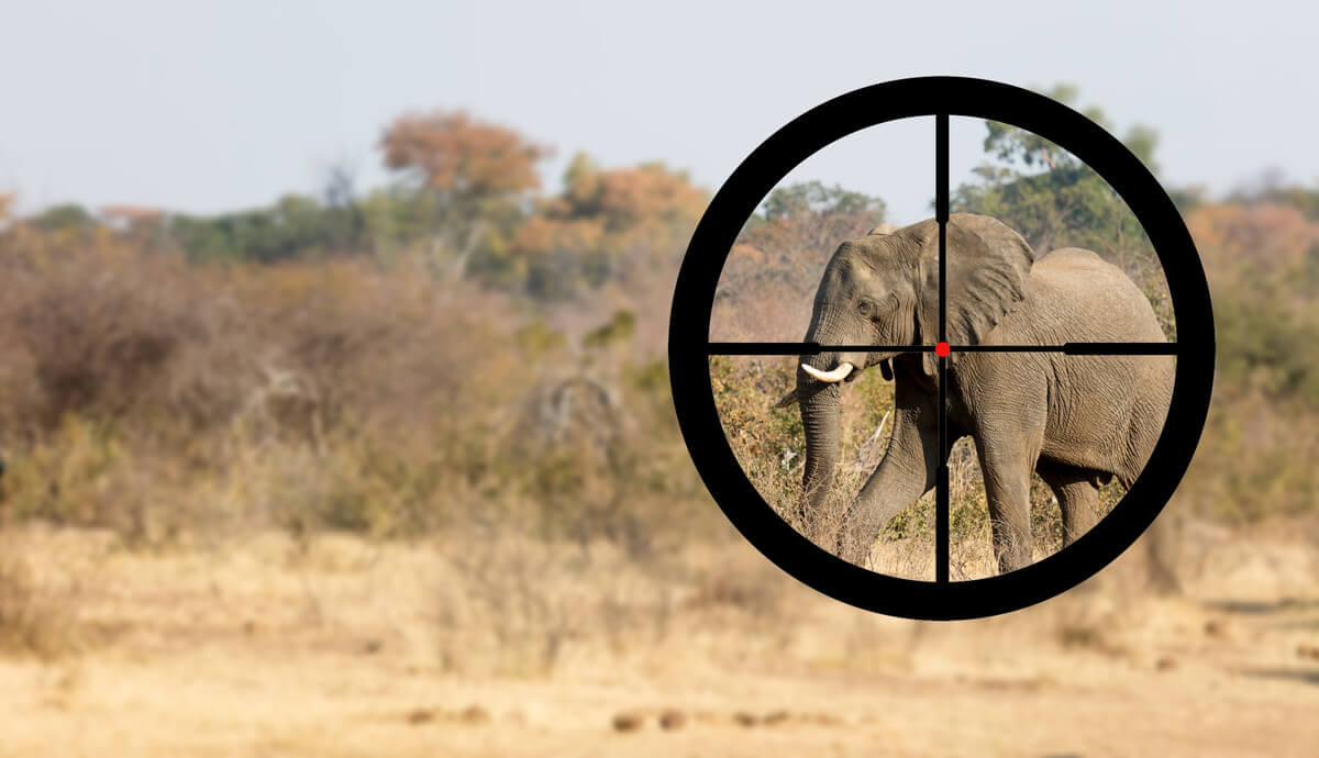 Proteger os elefantes da caça furtiva