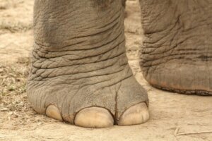 Os elefantes vão ao podólogo
