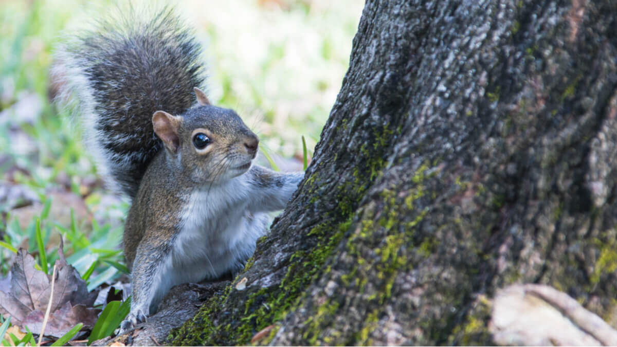 O papel do esquilo-cinzento nas florestas