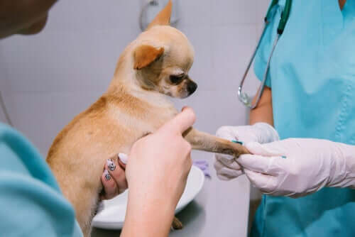 Radioterapia em cães com câncer