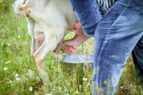 Como pesar a adequação do leite de cabra para cães?