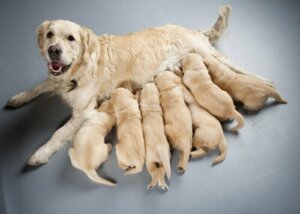 Esterilizar um cão: prós e contras de acordo com especialistas