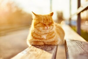 Quais são os benefícios do sol para os animais de estimação?