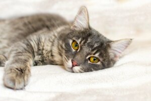 Quais são os sintomas da leucemia em gatos?