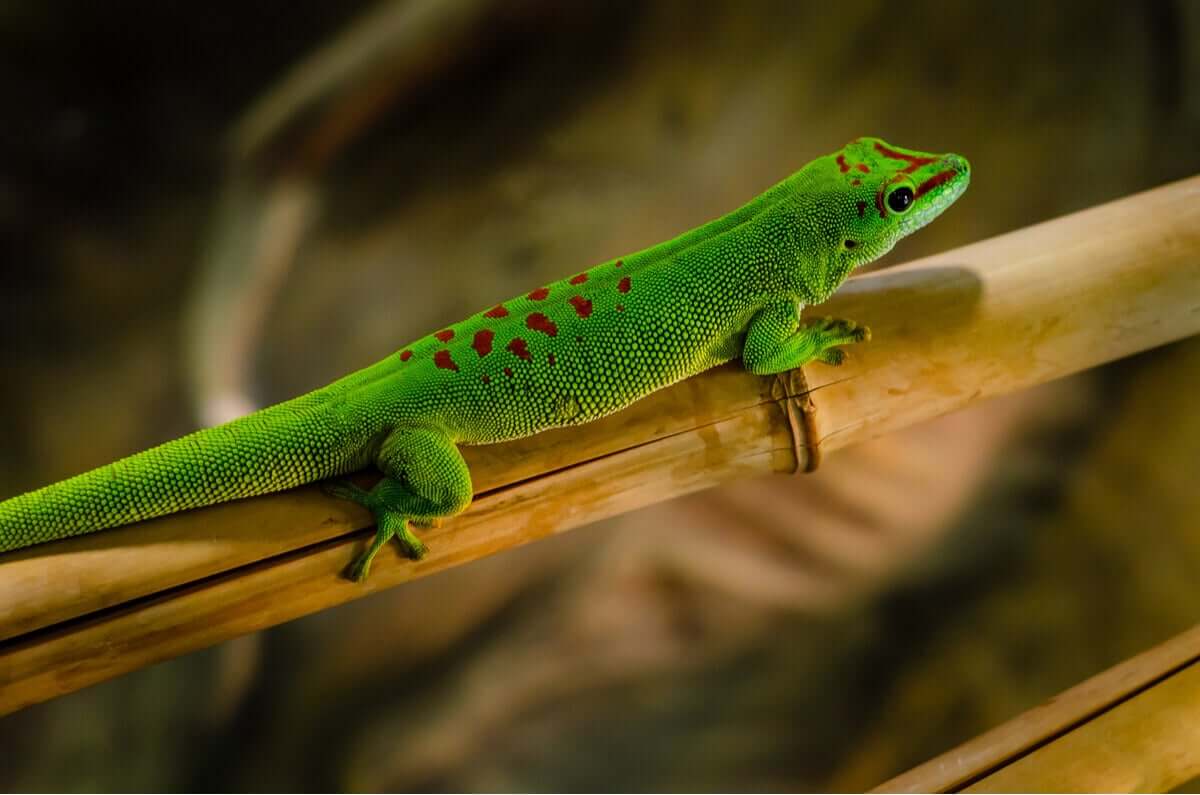 Phelsumas ou geckos diurnos