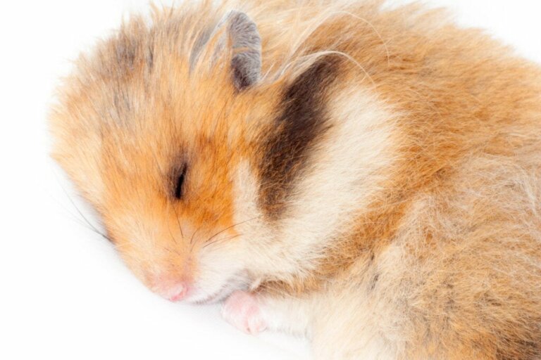 Os hamsters hibernam?