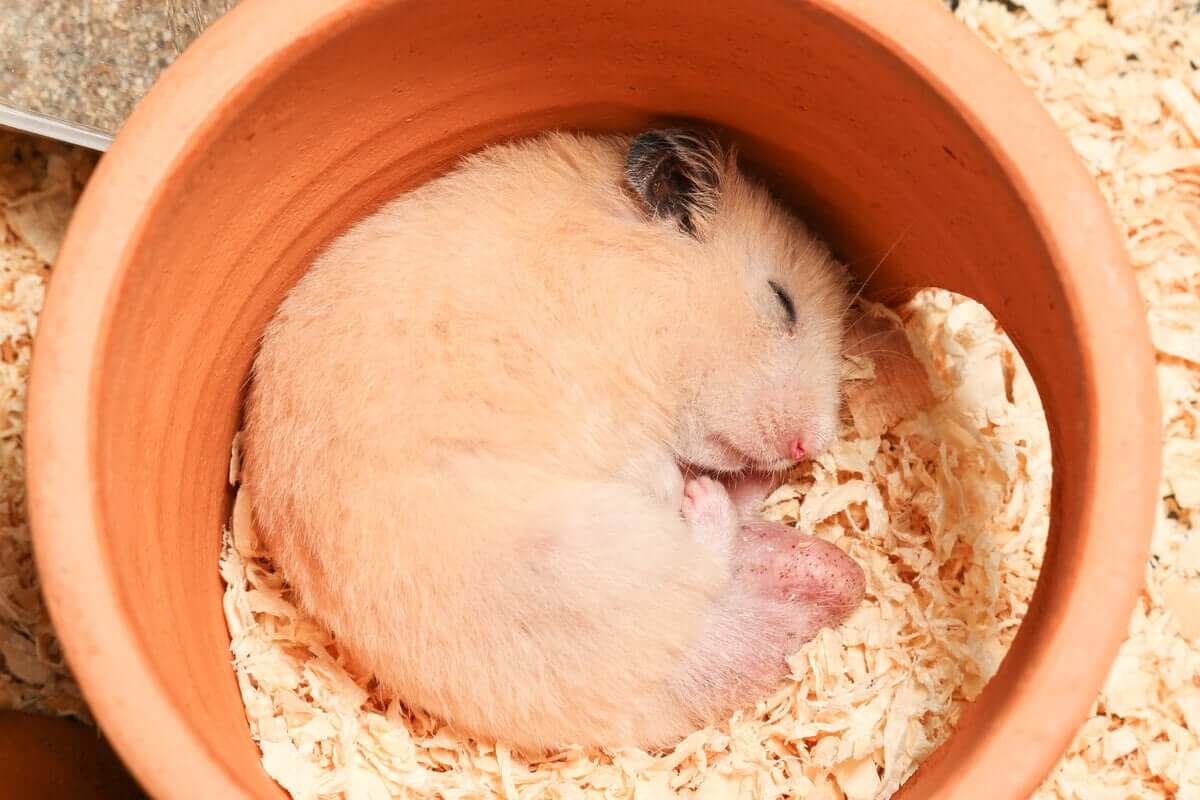 Os hamsters hibernam