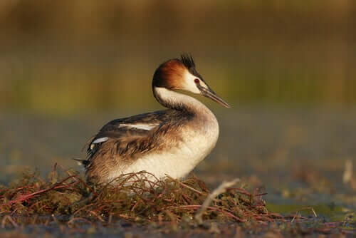 A incubação dos ovos é realizada pelo macho e pela fêmea