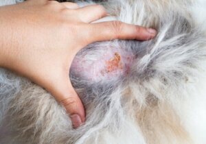 Infecções por fungos em cães e gatos