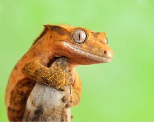 Lagartixa-de-crista: cuidados e características