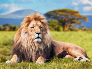 Centros de resgate para grandes felinos: tudo o que você precisa saber