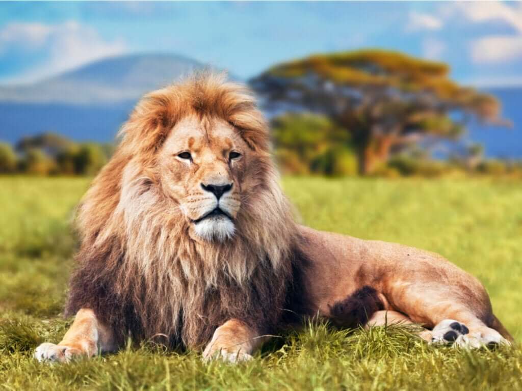 Centros de resgate para grandes felinos: tudo o que você precisa saber