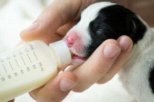 Propriedades do leite de cabra para cães