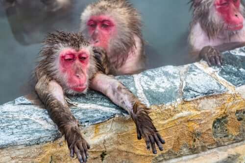 Conheça sobre as curiosidades dos macacos-japoneses