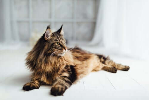 Diferenças entre o gato norueguês da floresta e o Maine Coon