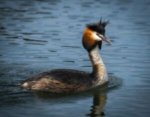 As danças na época do acasalamento do mergulhão-de-crista