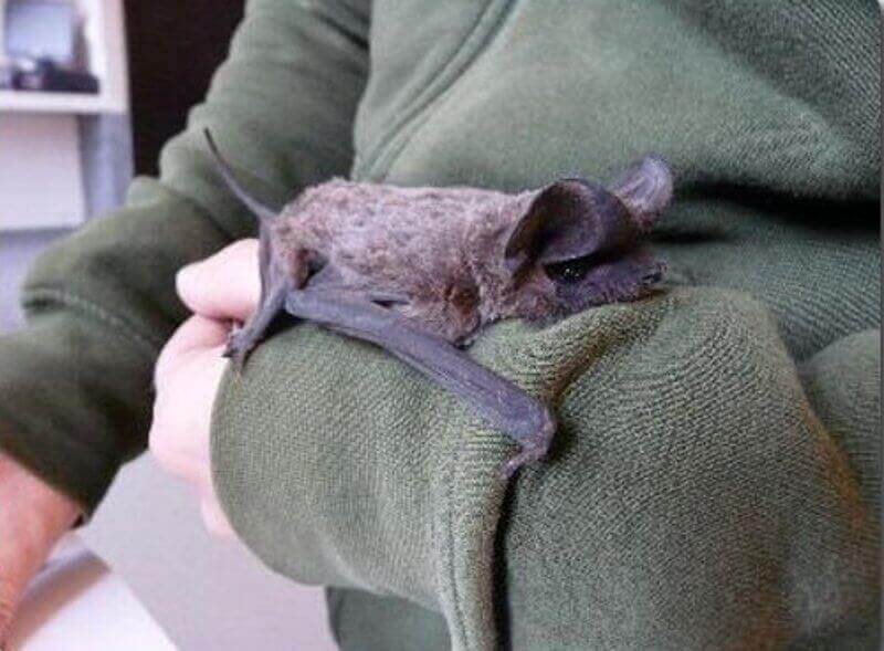 Generalidades sobre o manuseio de morcegos