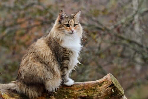 Diferenças entre o gato Norueguês da Floresta e o Maine Coon