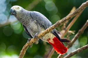 O papagaio-cinzento: uma espécie ameaçada