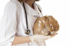 As 4 doenças mais comuns em coelhos