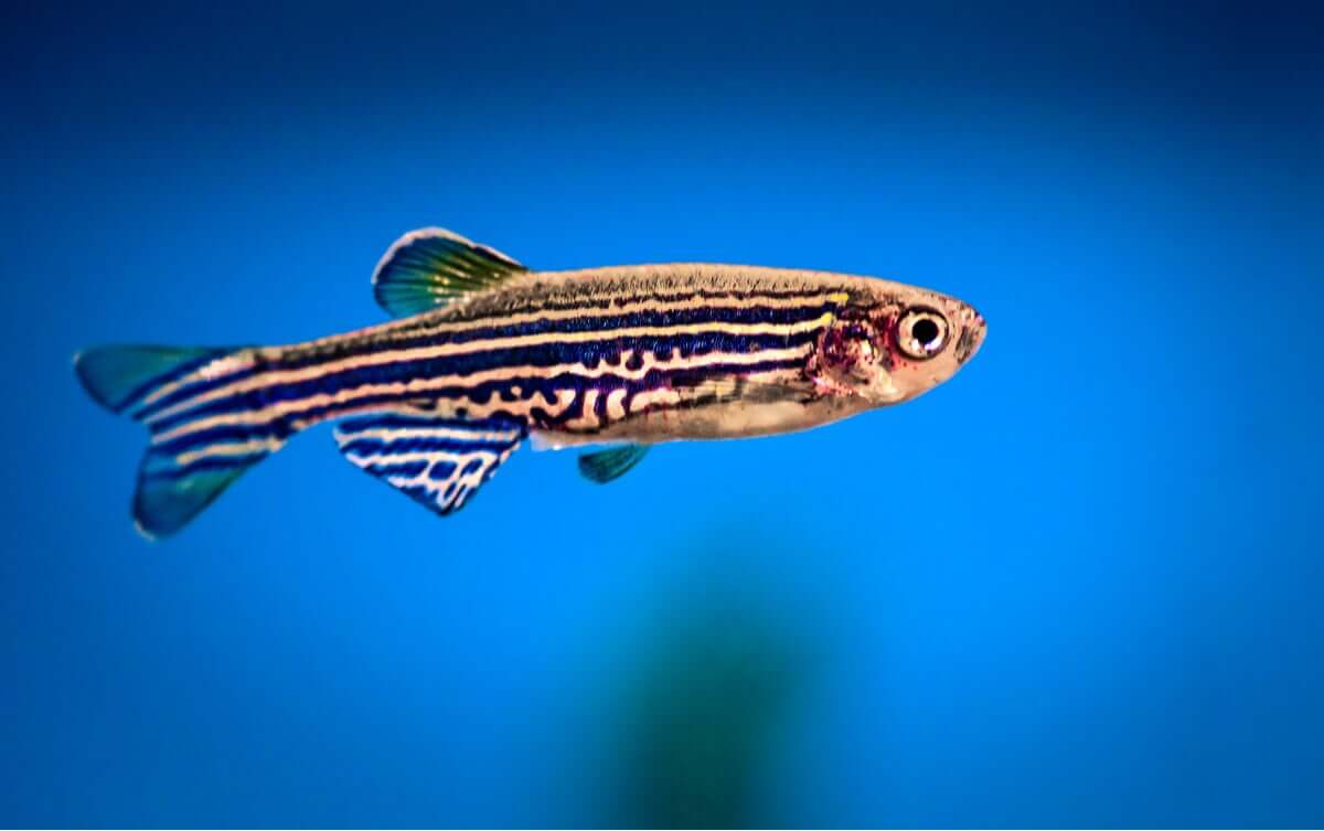 Existem animais que não dormem? - Meus Animais