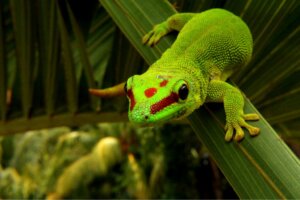 Phelsumas ou geckos diurnos: cuidados e características