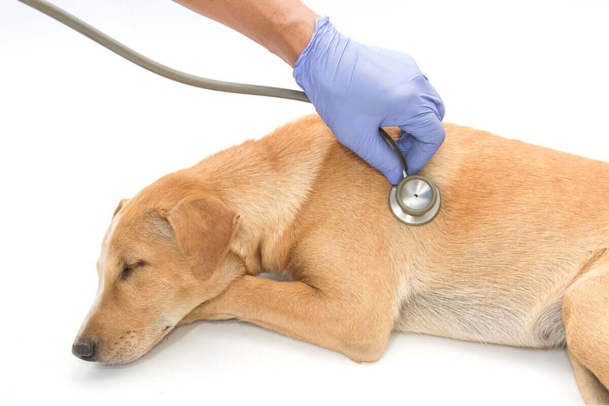 tratamentos para a pneumonia em animais de estimação