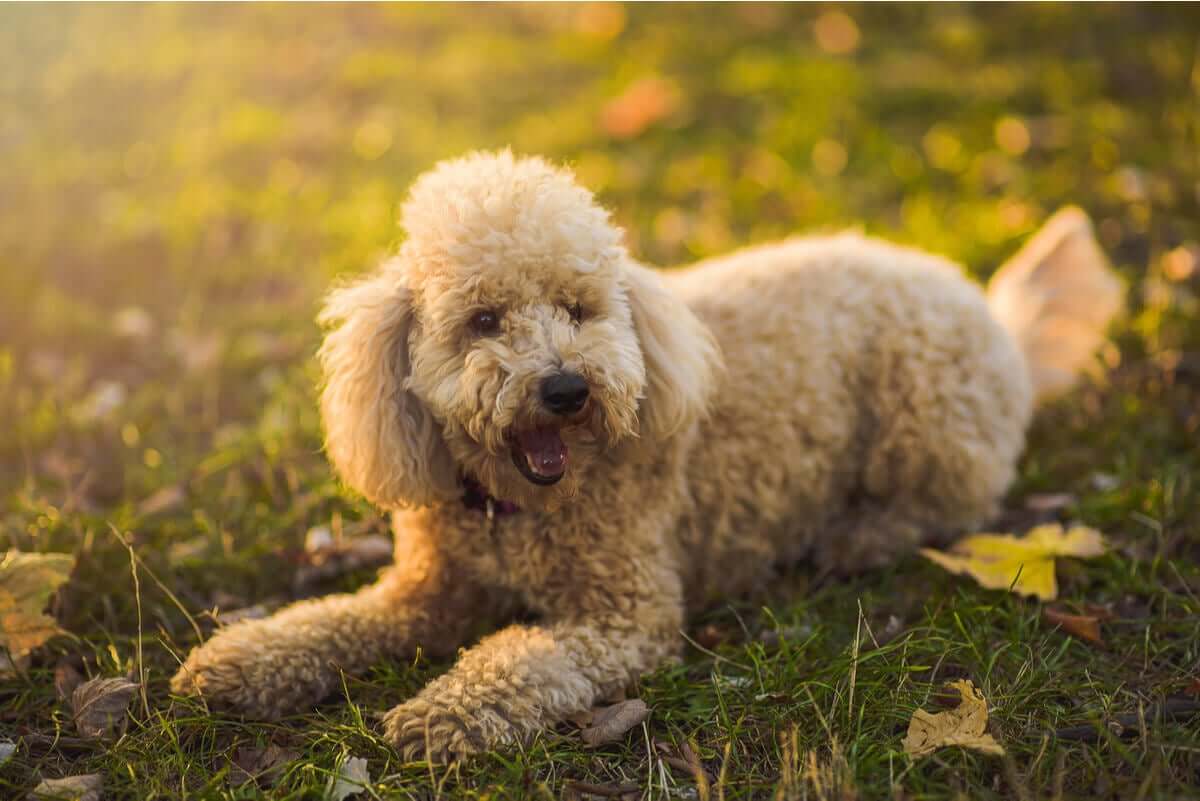 tipos de poodle e suas características