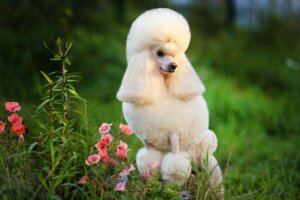Quatro tipos de poodle e suas características