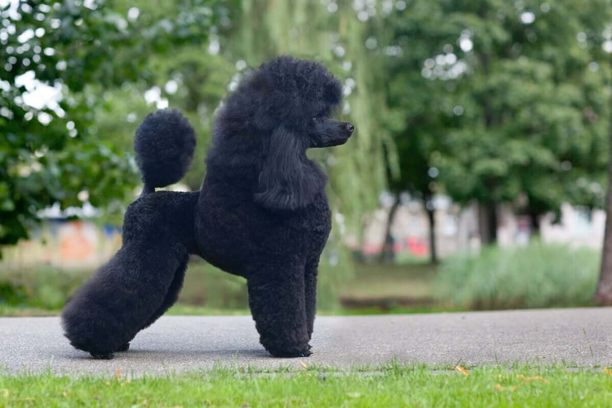 tipos de poodle e suas características