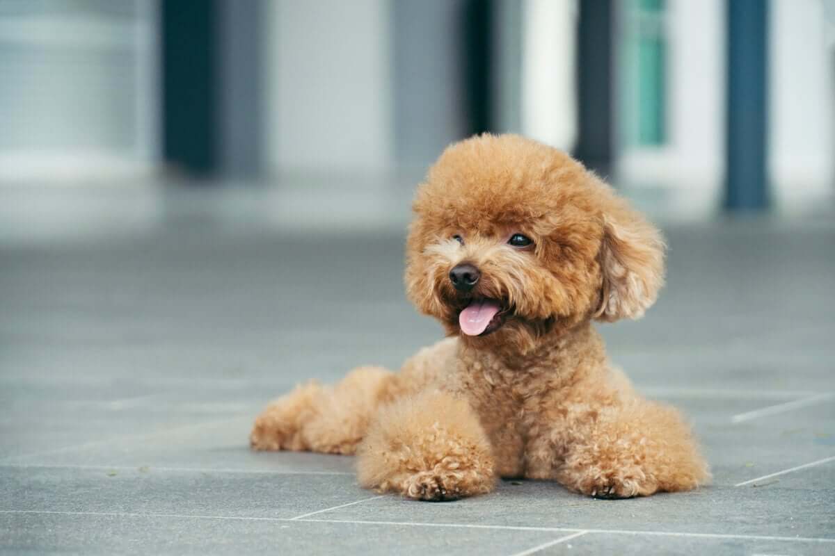 tipos de poodle e suas características