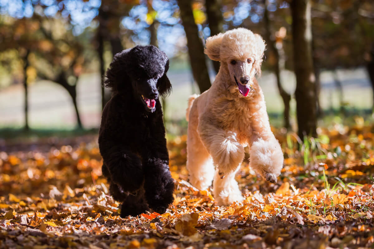 tipos de poodle e suas características