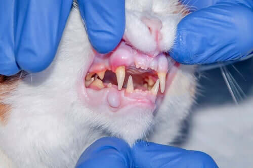 Doença periodontal do gato
