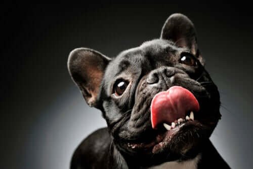 dicas para alimentar um buldogue francês