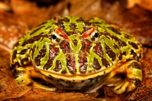 Sapo pac-man: cuidados e características