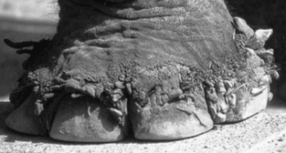 Supercrescimento da cutícula nos elefantes