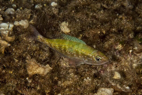 O trombeiro-choupa: um peixe que vive em fundos rochosos