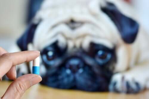 6 razões para dar suplementos de magnésio aos cães